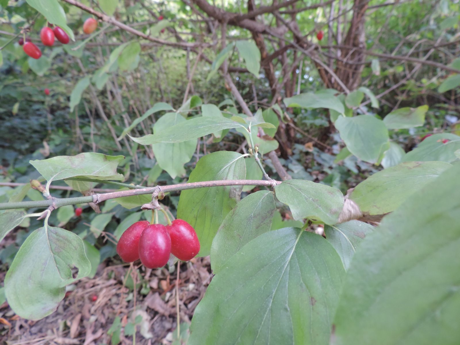 Cornus mas@Regina Thebud-Lassak
